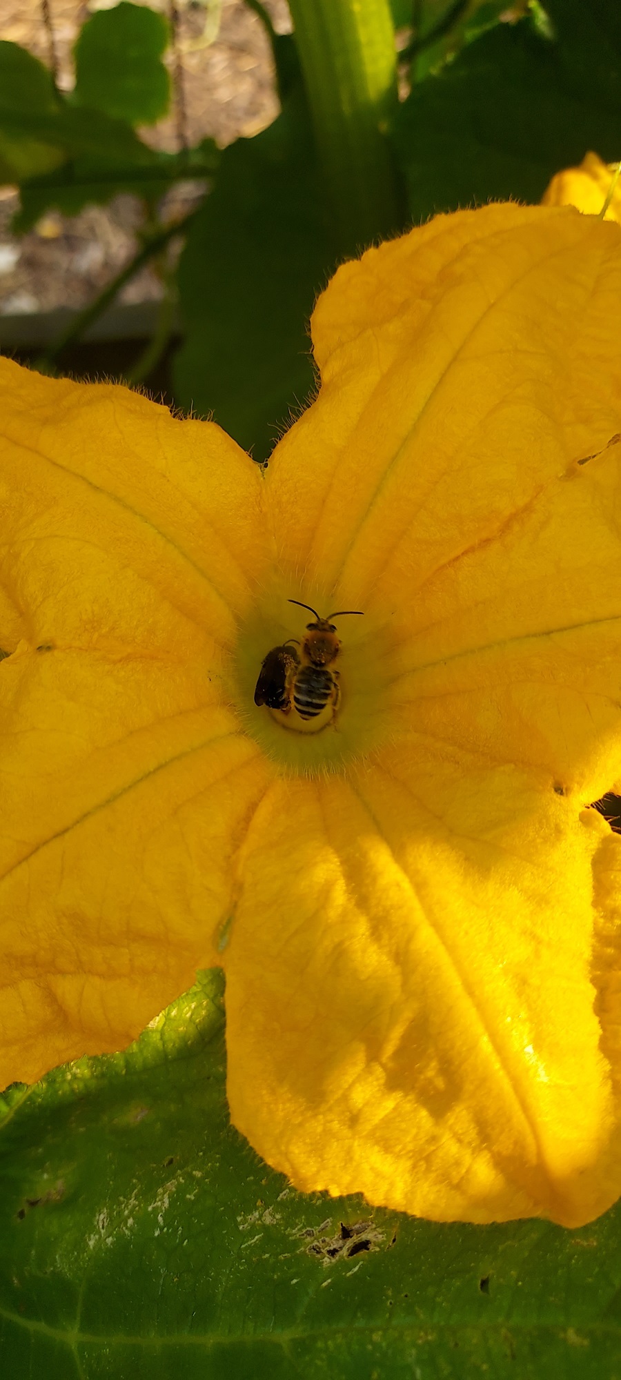 A bee inside a large yellow flower.
